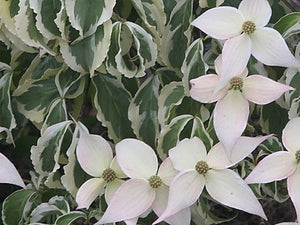 Cornus kousa 'Summer Fun'