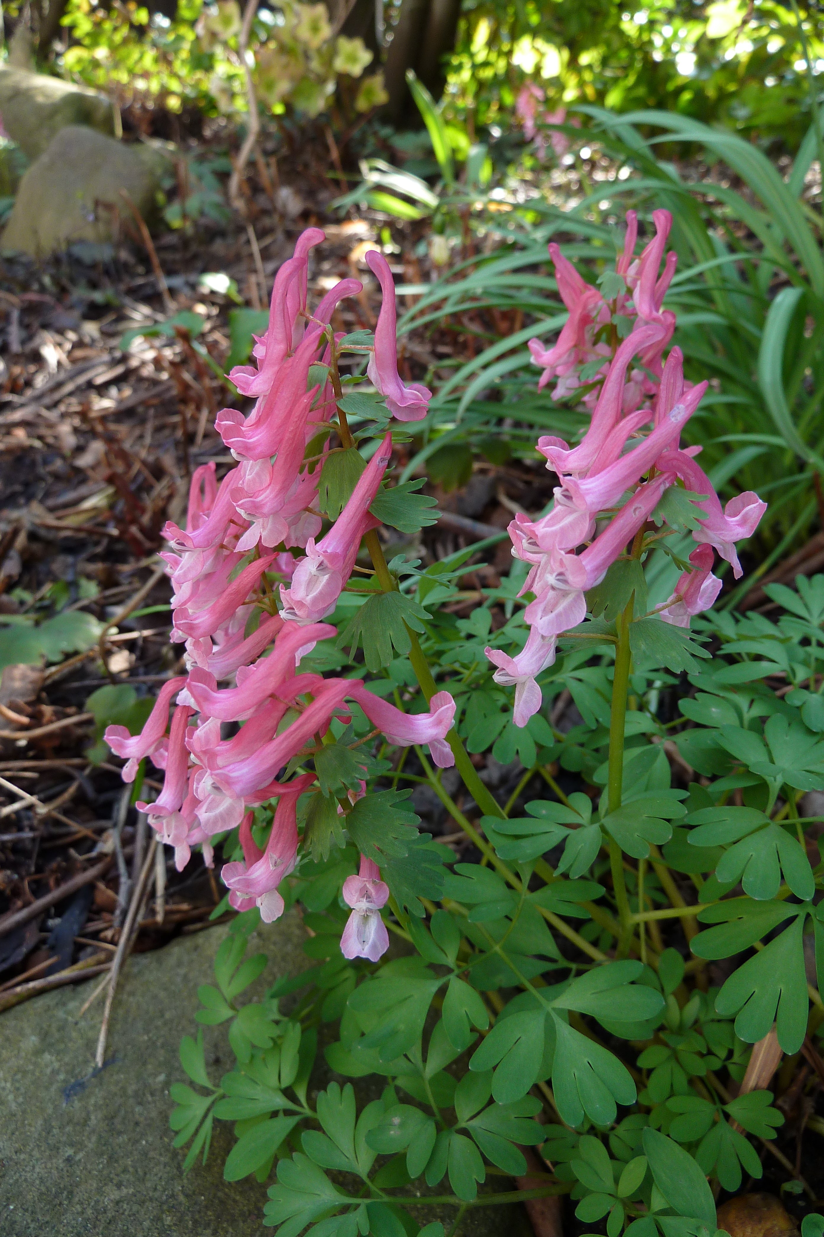Corydalis solida 'Beth Evans'