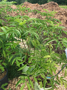 Elderberry 'Adams'