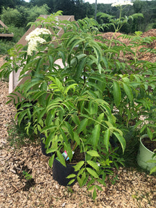 Elderberry 'York'