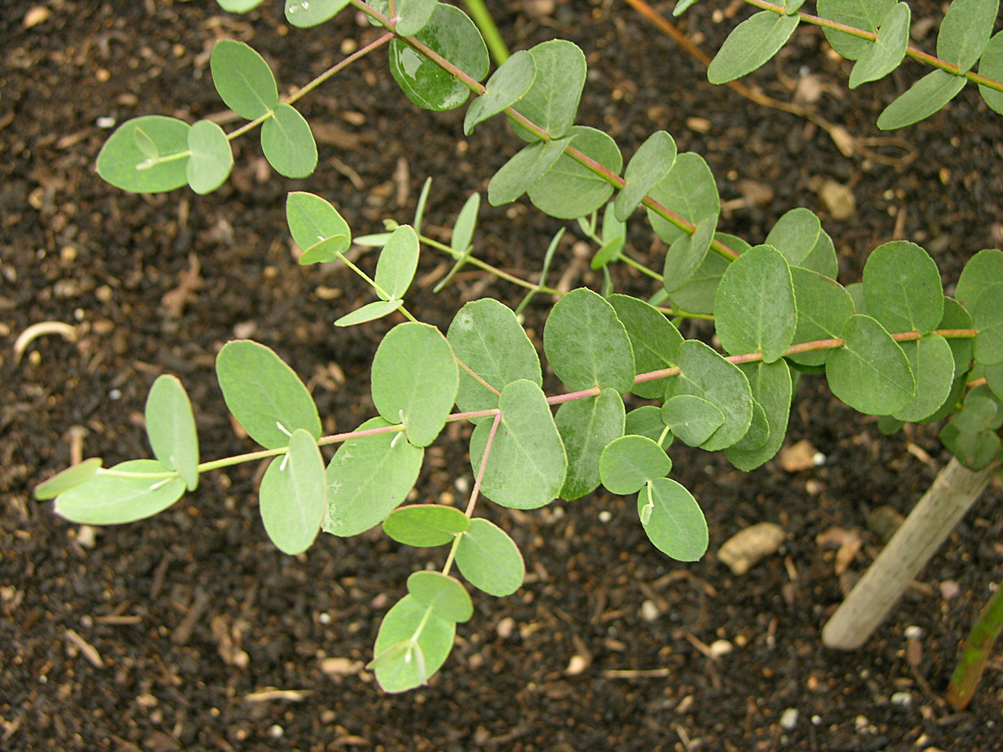 Eucalyptus 'Silver Drop'