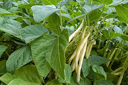 Gold Rush Garden Bean