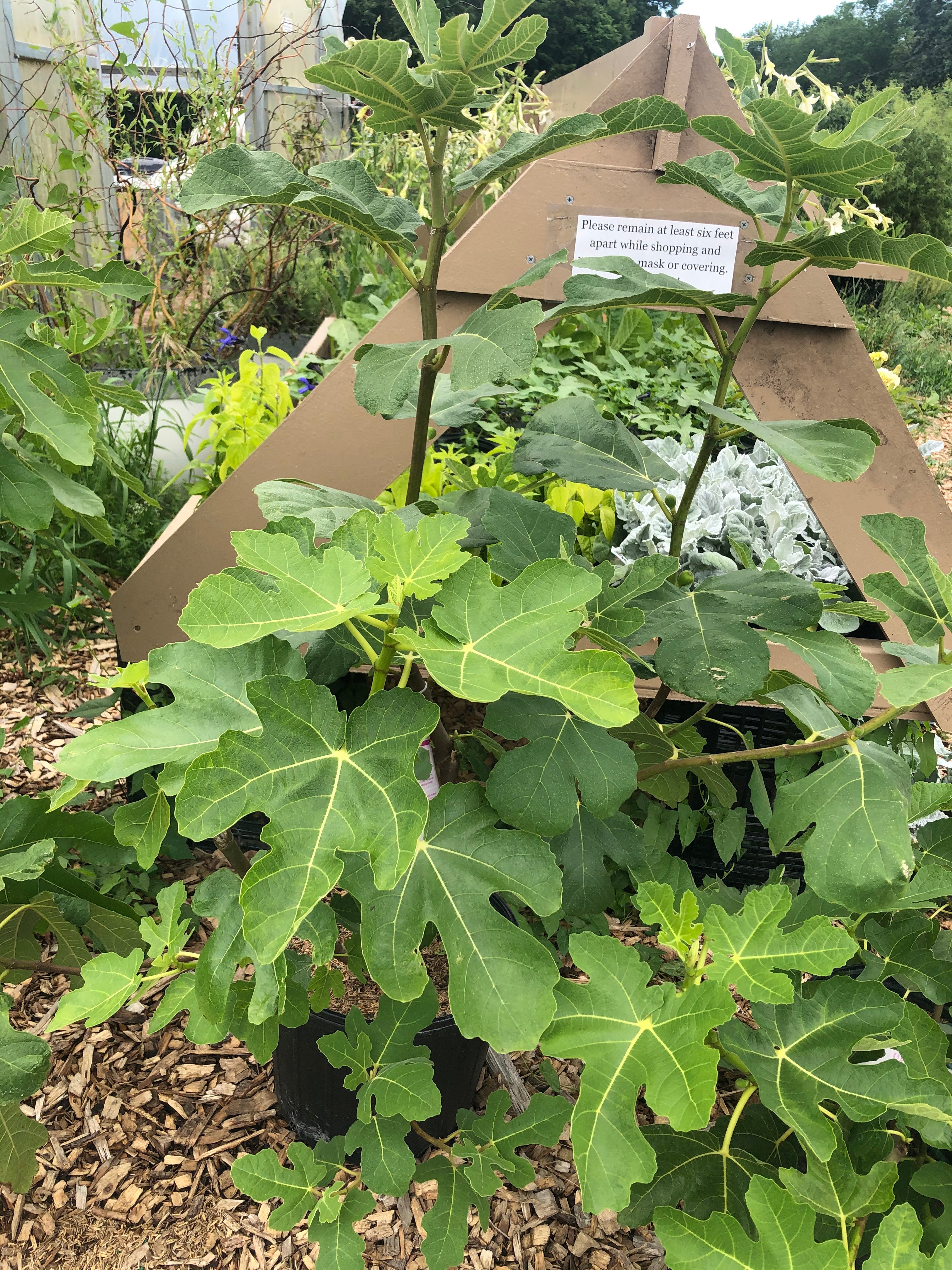 Fig 'Bensonhurst Purple'