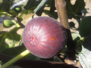 Fig 'Bensonhurst Purple'