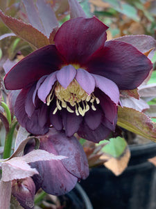 Helleborus Winter Thrillers™ 'Midnight Ruffles'