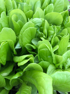 Lettuce 'Butter King'