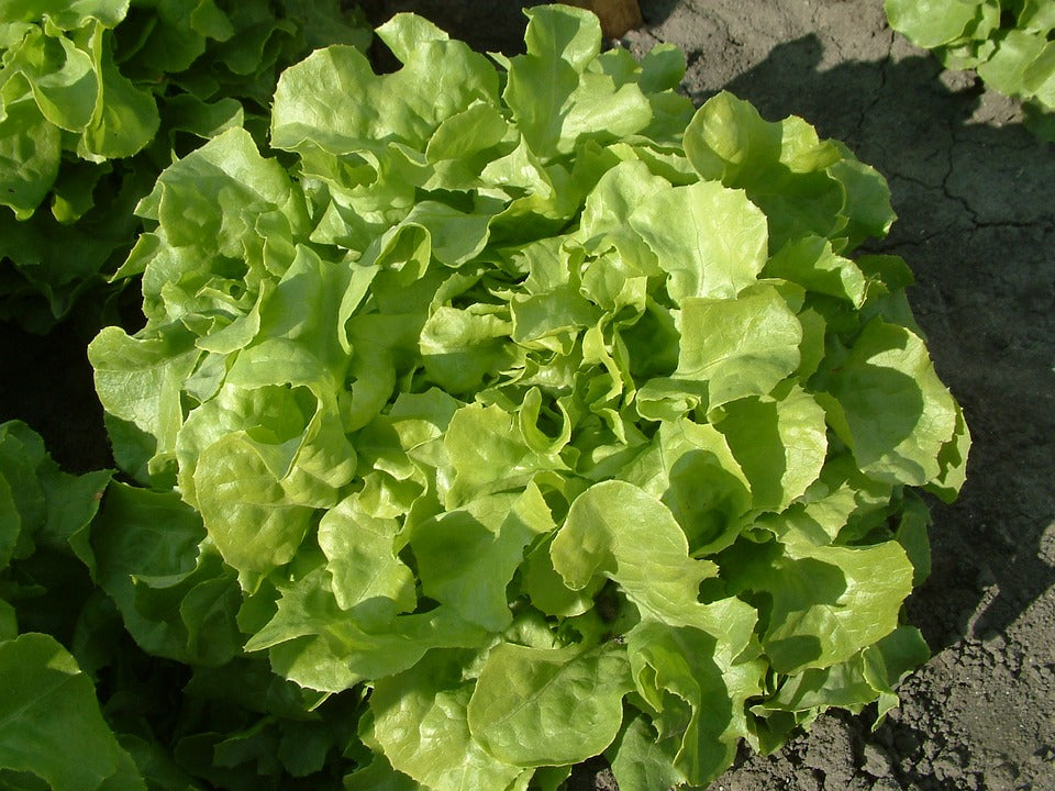 Lettuce 'Oakleaf Mix'