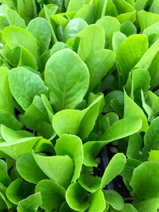 Lettuce 'Parris Island'