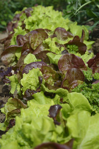 Lettuce 'Salad Bowl Mix'
