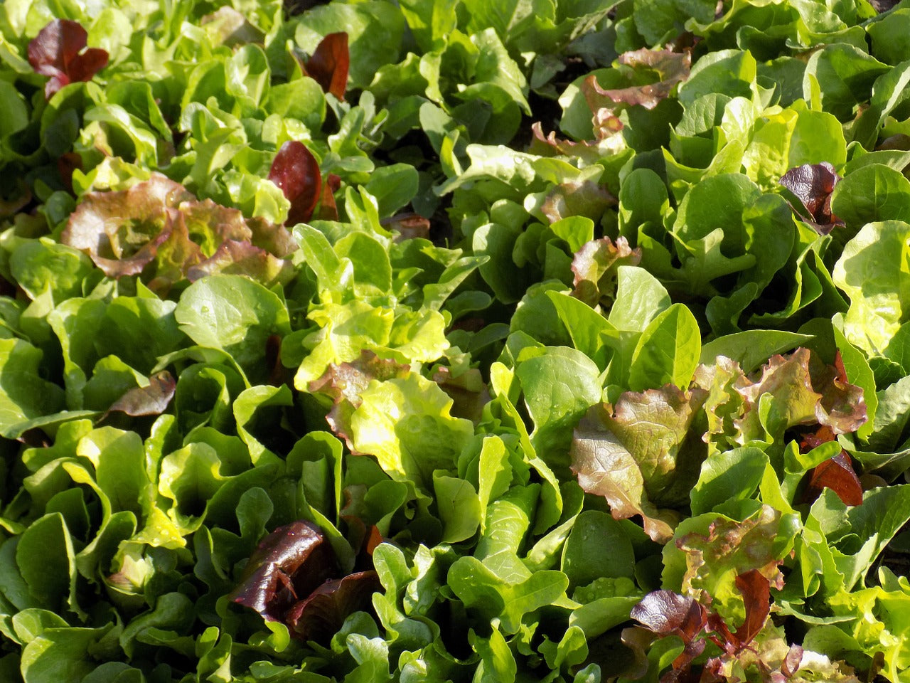 Lettuce 'Salad Greens Mix'