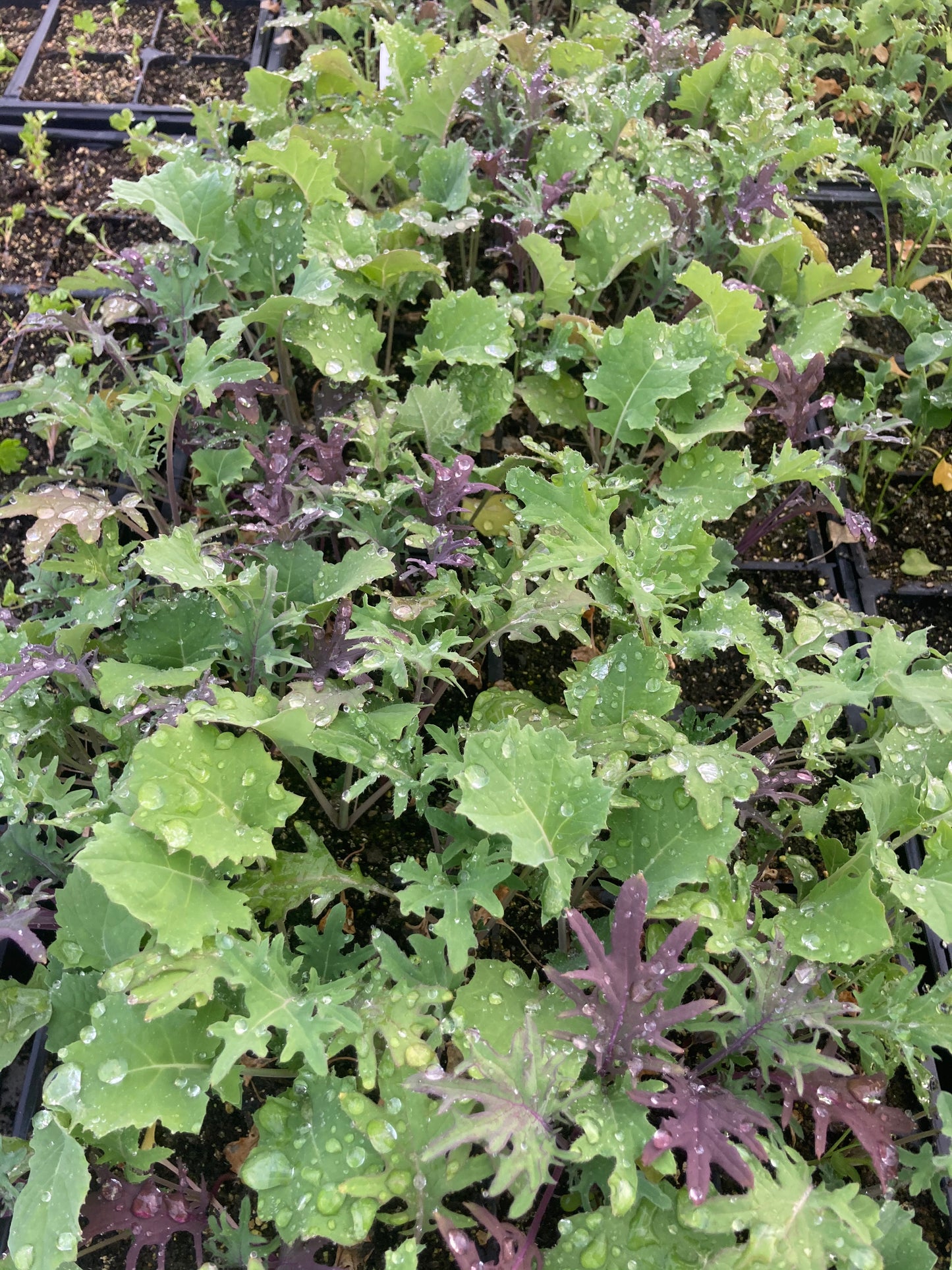 Kale 'Nancy's Baby Leaf Blend'