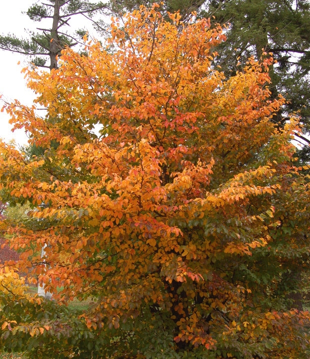 Parrotia persica – Everything Botanical