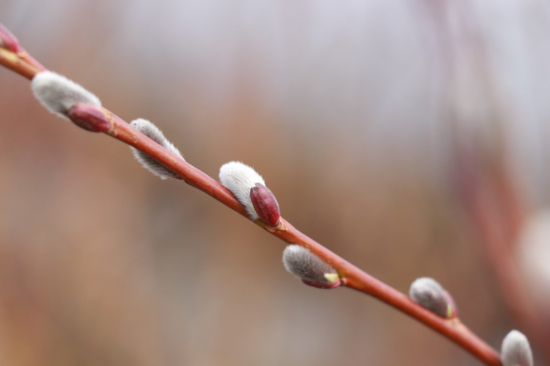Salix discolor