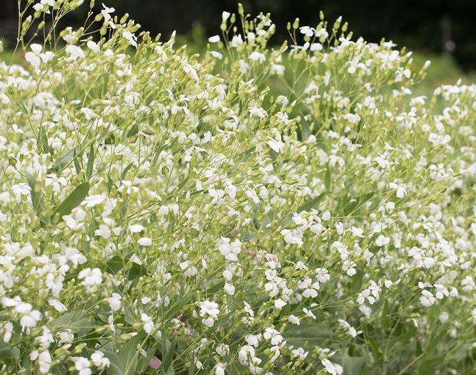 Saponaria 'White Beauty'