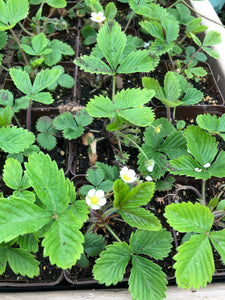 Fragaria Vesca "Alpine Strawberry"