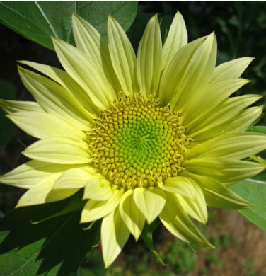 Sunflower 'Jade'