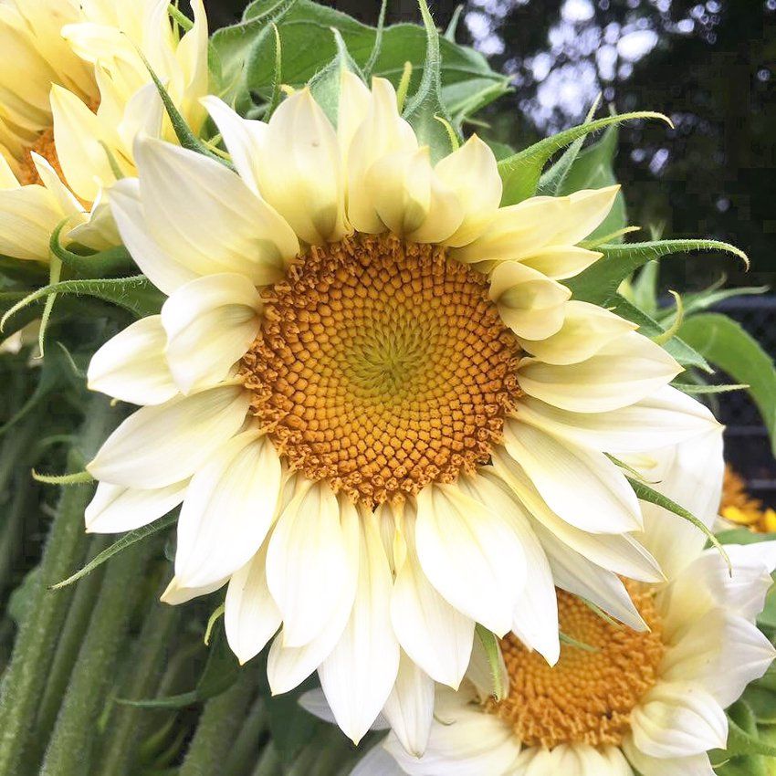 Sunflower 'Pro Cut White Lite'