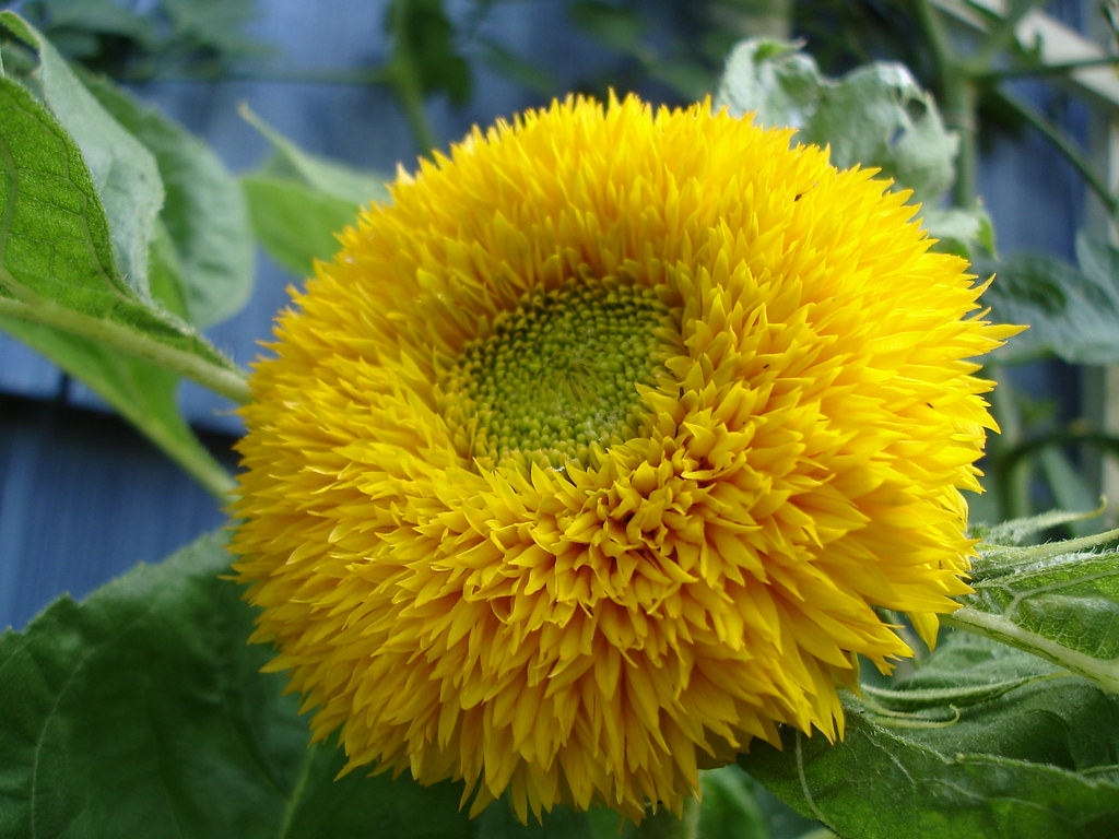 Sunflower 'Teddy Bear'