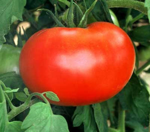 Tomato 'Big Boy'