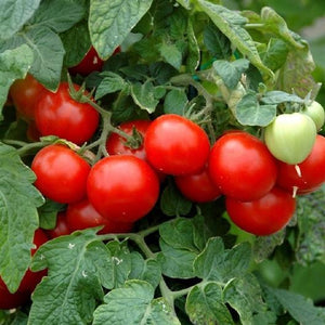 Tomato 'Large Red Cherry'