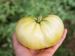 Tomato ‘White Tomesol’