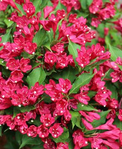 Weigela florida 'Red Prince'