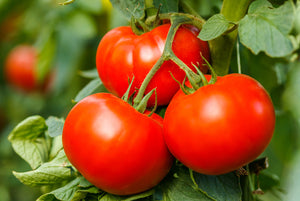 Tomato 'Better Boy'