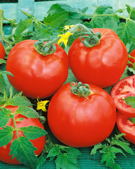 Tomato 'Container Choice'