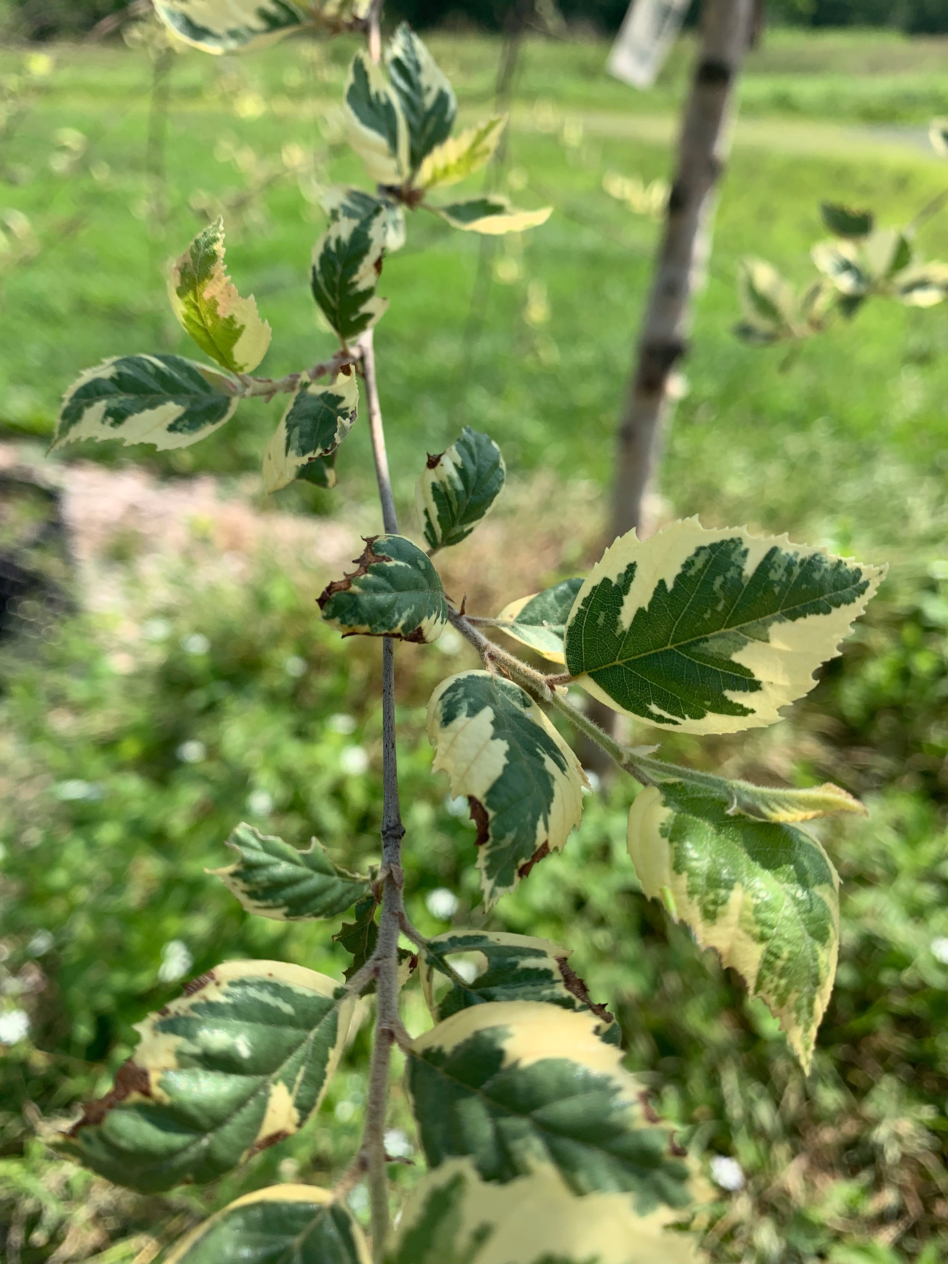 Betula nigra 'Shiloh Splash'