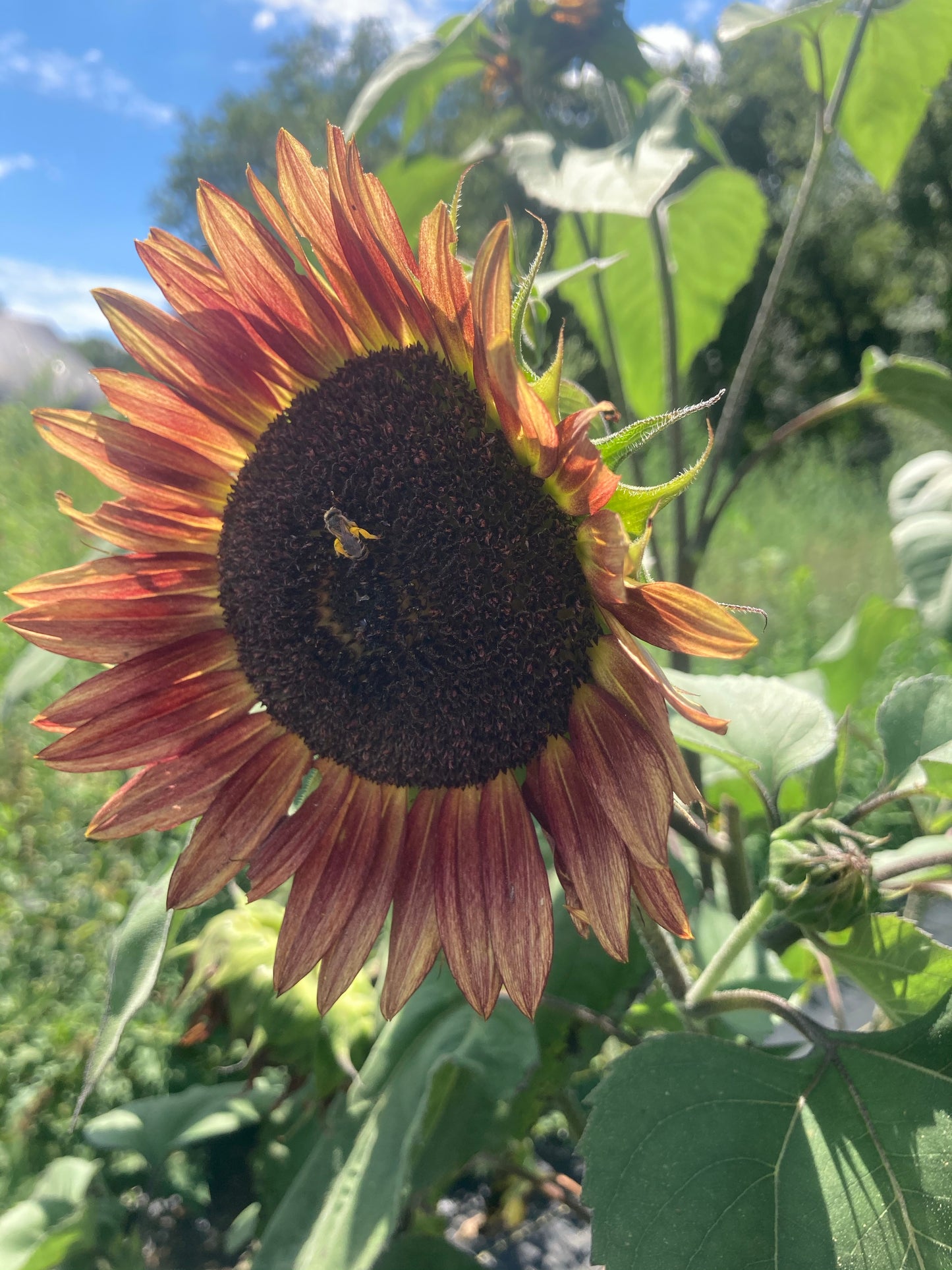 Sunflower Mix