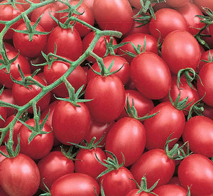 Tomato 'Sugar Plum'