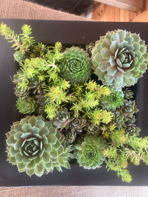 Matte Black Planter