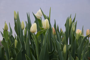 Tulip 'Catherina'