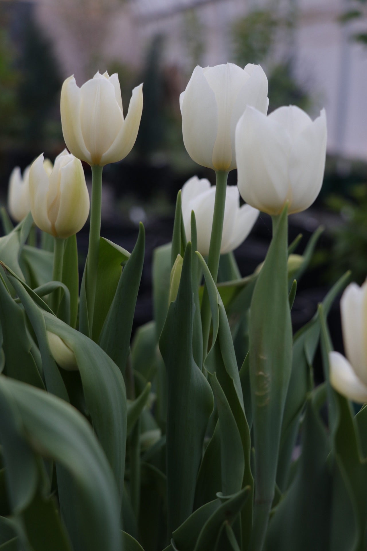 Tulip 'Catherina'