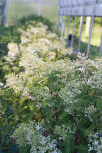 Hydrangea paniculata 'Phantom'
