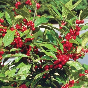 ilex verticillata ‘Jolly Red’