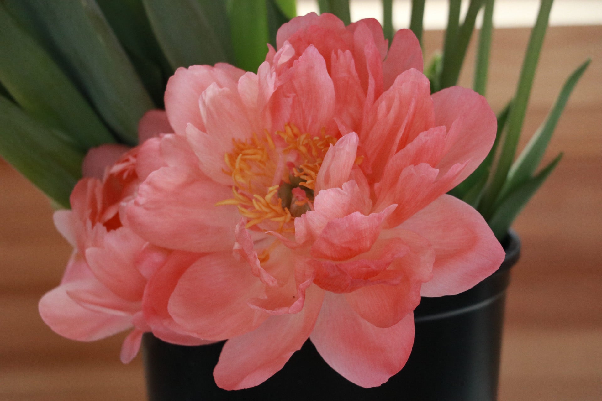 Peony Coral Sunset
