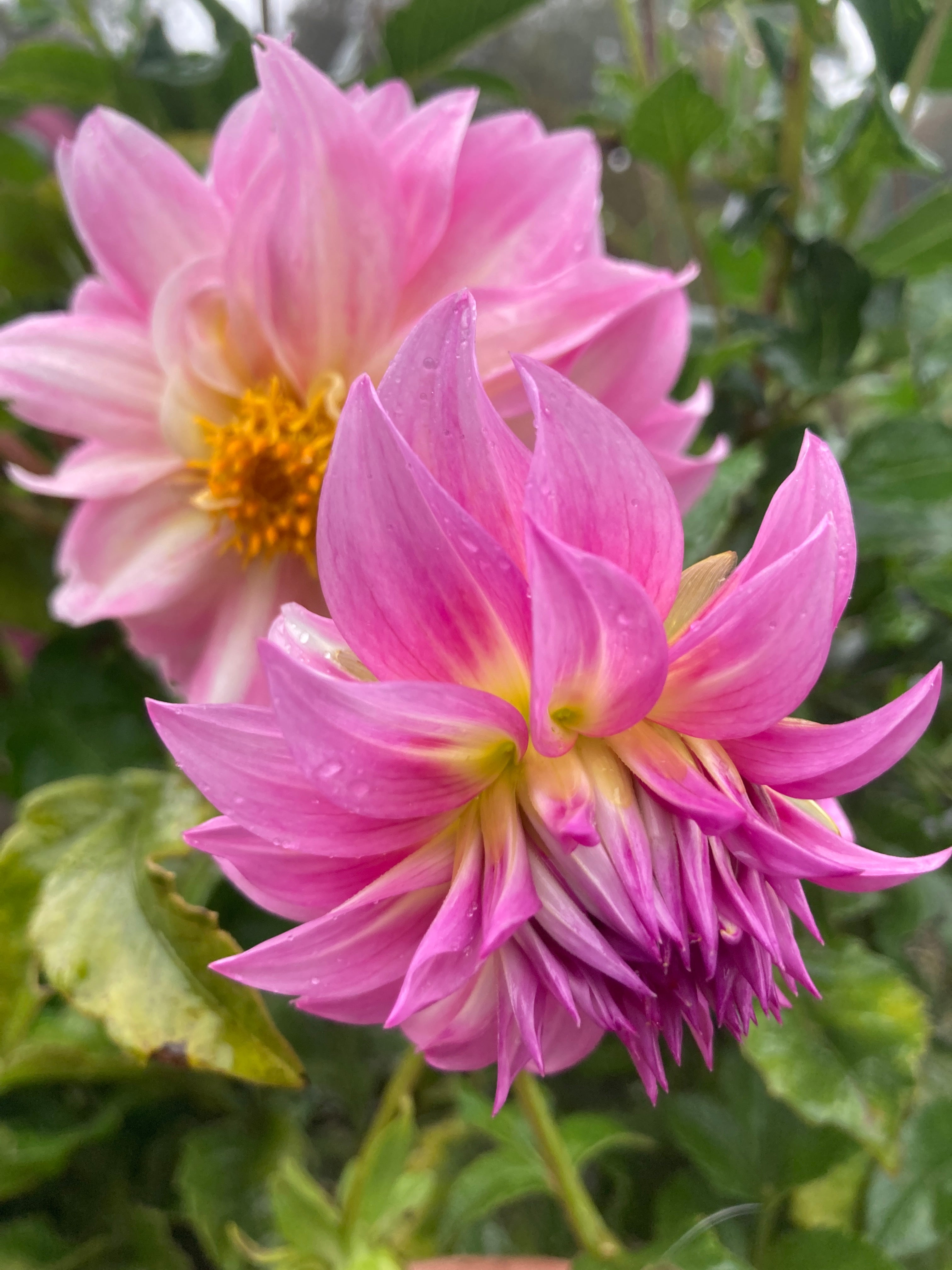 Dahlia Pink with a glow A19
