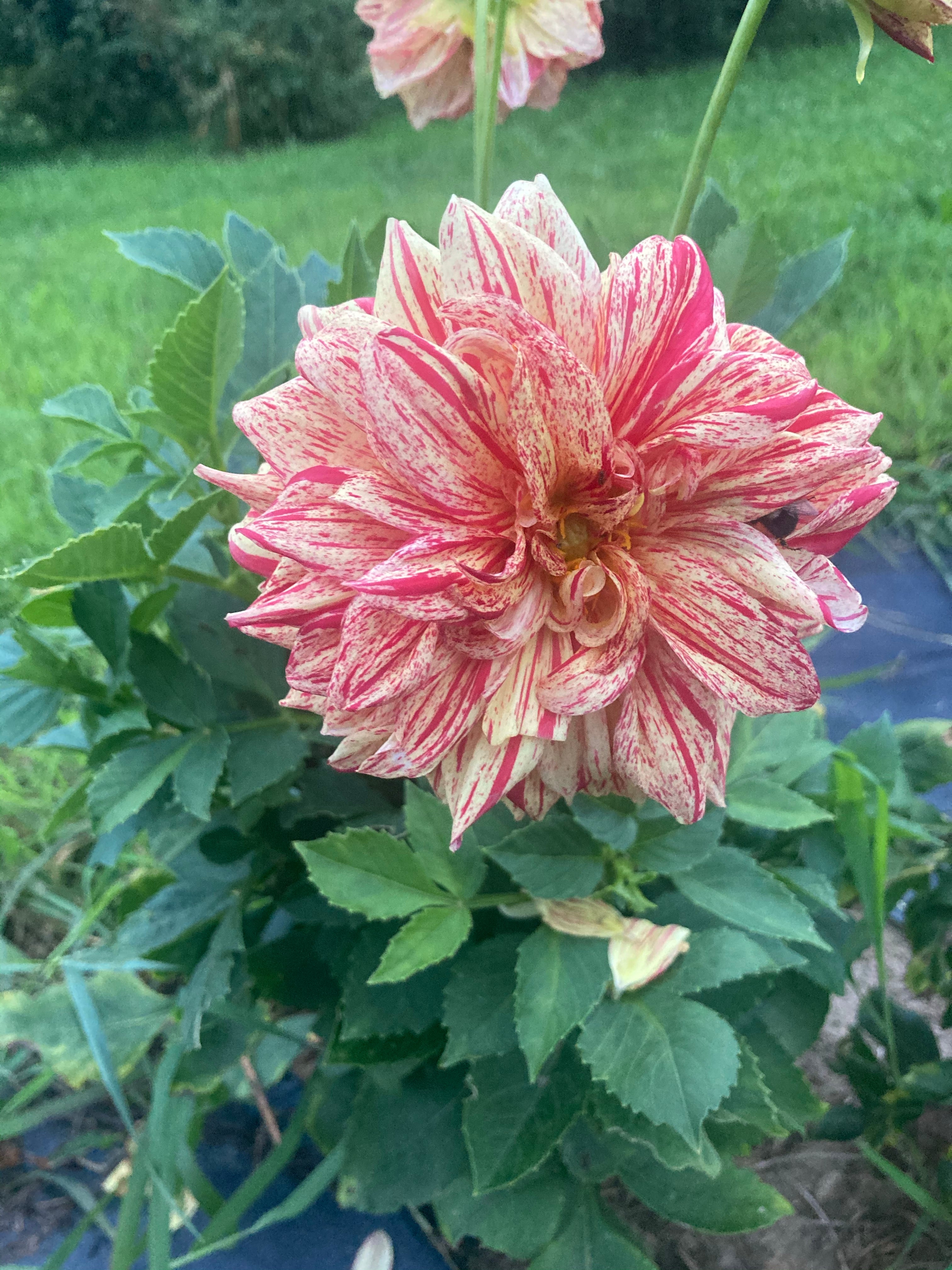 Dahlia mix