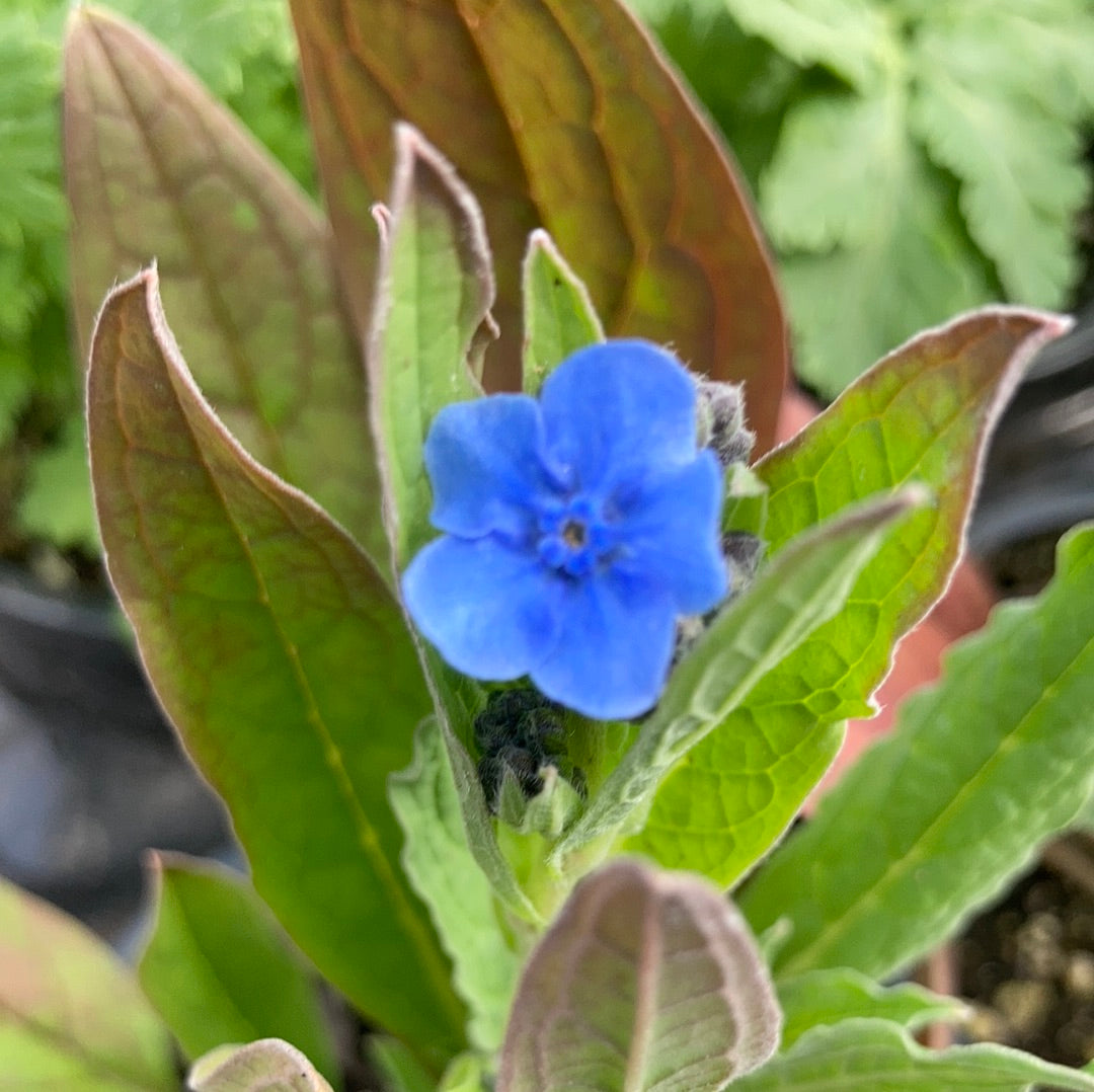 Cynoglossum
