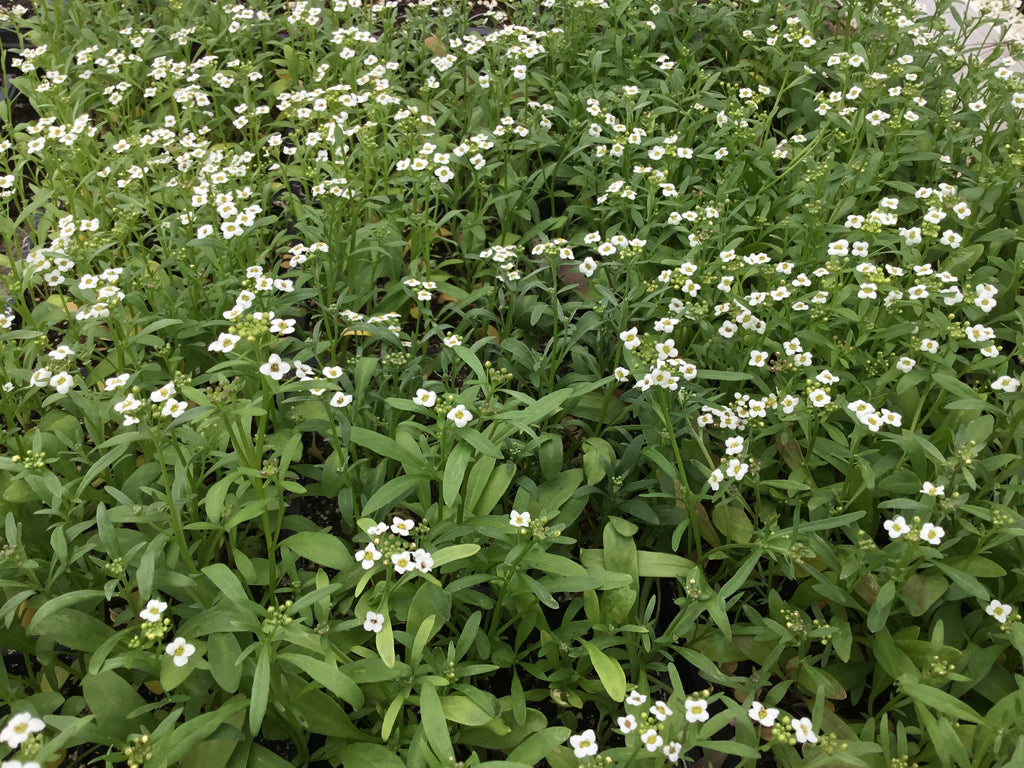 Alyssum ‘Carpet of Snow’
