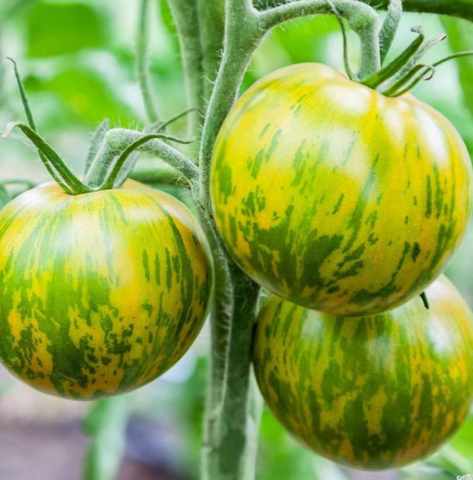 Tomato 'Green Zebra'