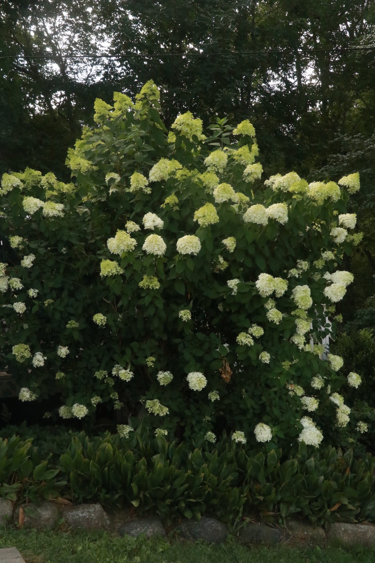 Hydrangea limelight