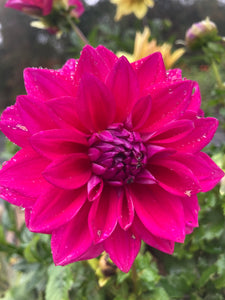 Dahlia A20 hot pink