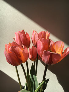 Tulip 'Pretty Princess'