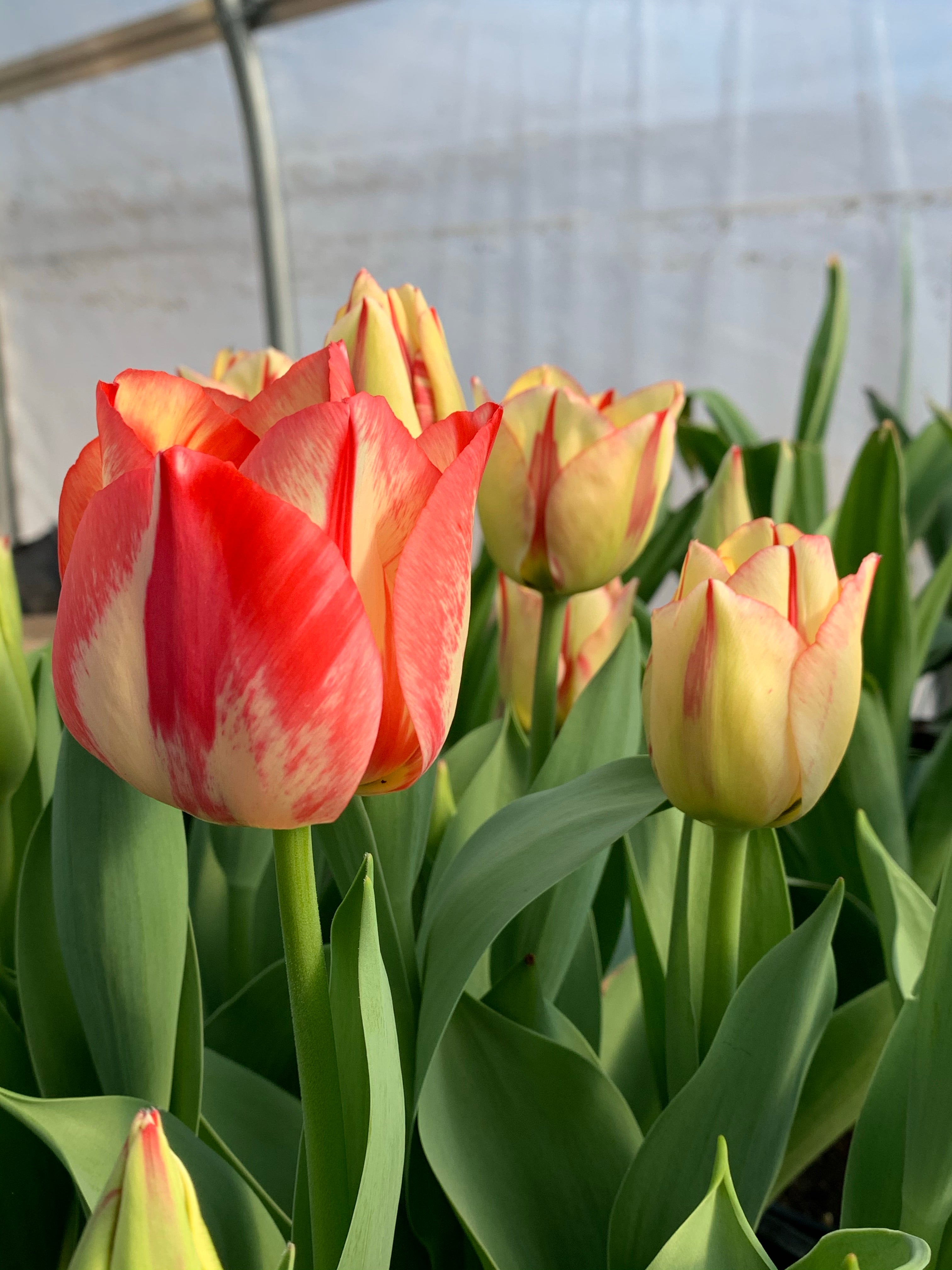 Tulip 'Spryng Break'
