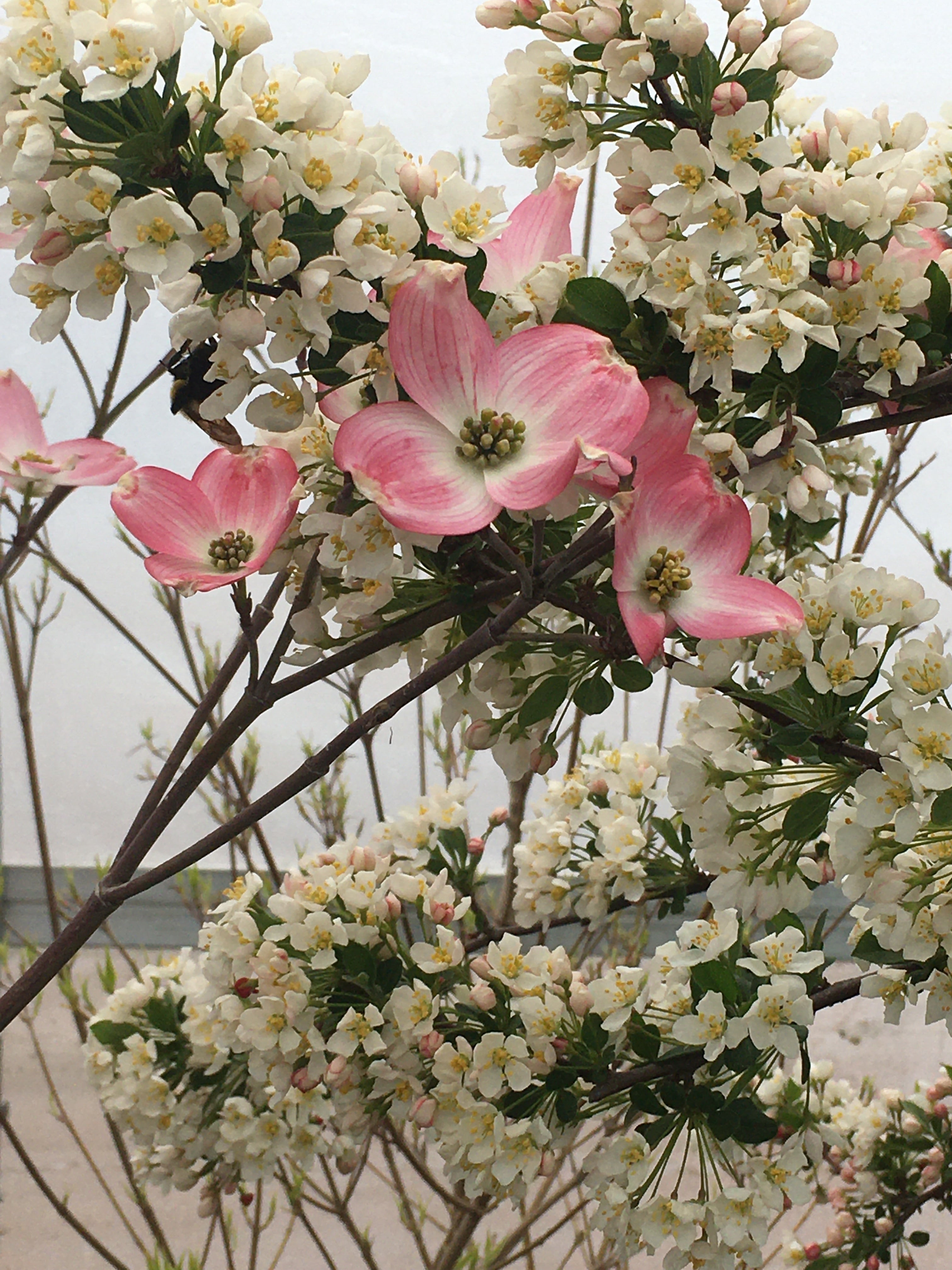 Cornus florida 'Prairie Pink Dogwood'