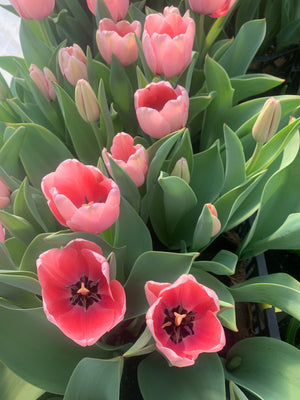 Tulip 'Salmon Impression'