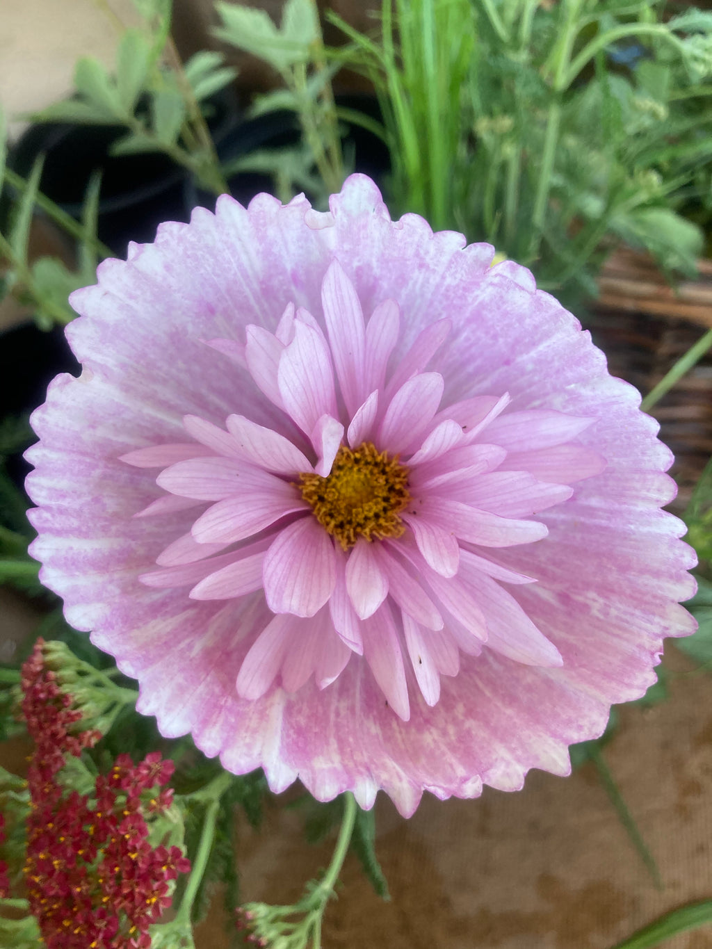 Cosmos 'Cupcakes Blush'