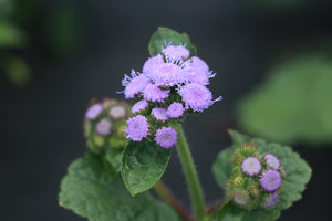 Ageratum 'Blue Horizon'